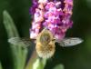 Bombylius sp.